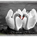 Swans in love ♥