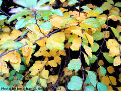 Fall Colors, Picture 27, Edited Version, Haje, Prague, CZ, 2013