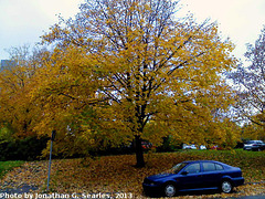 Fall Colors, Picture 31, Edited Version, Haje, Prague, CZ, 2013