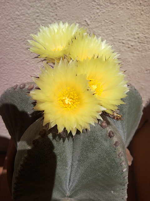 Flores de cactus.