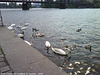 Swans and Ducks in the Vltava at Dvorce, Prague, CZ, 2009