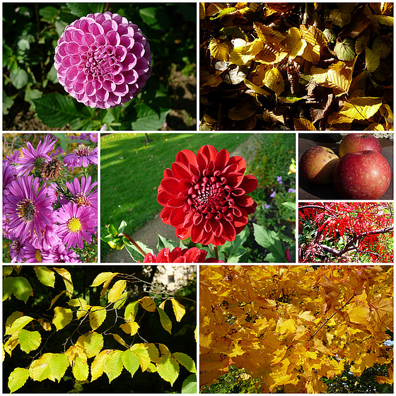 Herbst - Blumen - Blätter - Früchte
