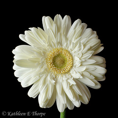 Gerbera Daisy in White