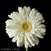 Gerbera Daisy in White
