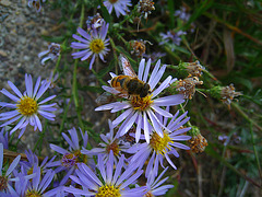 Bee on Flower (3743)