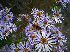 Bee on Flower (3744)