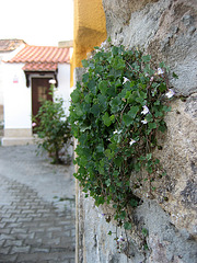 A-dos-Ruivos, country house, the garden begins on the wall (1)