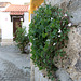 A-dos-Ruivos, country house, the garden begins on the wall (1)