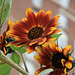 Sunflowers.16P.NW.WDC.22September2009