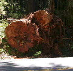 Redwoods National Park 1209z