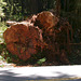 Redwoods National Park 1209z