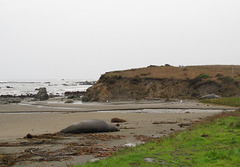 CA-1 Piedras Blancas Elephant Seals 3674a