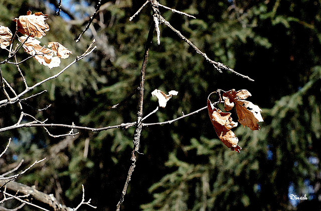One leaf on a branch