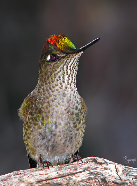 Colibri - Picaflor, Argentine Colibri - Picaflor, Argentine