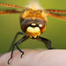 Four-spotted Chaser Face On