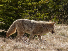 Coyote on the prowl