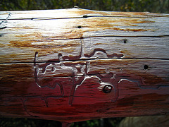 Bug Tracks In Fence Timber (3651)