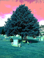 Cimetière St-Charles / St-Charles cemetery -  Dover , New Hampshire ( NH) . USA.   24 mai 2009 - Spencer. RVB  postérisée