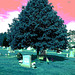 Cimetière St-Charles / St-Charles cemetery -  Dover , New Hampshire ( NH) . USA.   24 mai 2009 - Spencer. RVB  postérisée