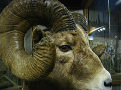 Big Horn Sheep In Mammoth Hot Springs Visitor Center (4256)