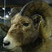 Big Horn Sheep in Mammoth Hot Springs Visitor Center (4261)