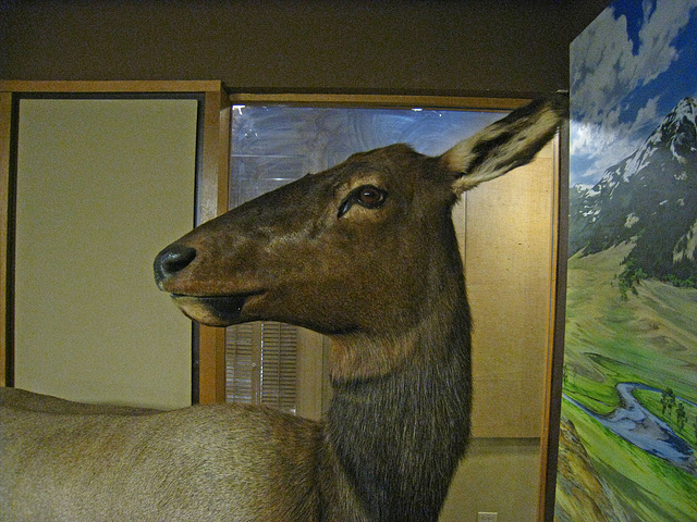 Elk in Mammoth Hot Springs Visitor Center (4260)