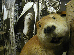 Stuffed Beaver in Visitor Center Exhibit (4259)