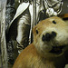 Stuffed Beaver in Visitor Center Exhibit (4259)