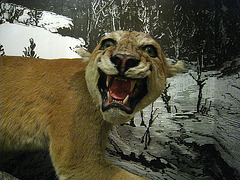 Stuffed Mountain Lion in Visitors Center Exhibit (4258)