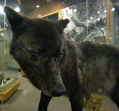 Stuffed Wolf In Visitors Center Exhibit (4257)