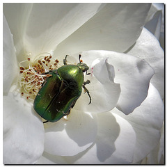 Käfer auf weisser Rose