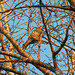 Partridge in a Poplar Tree