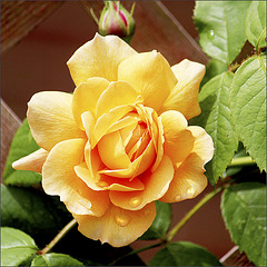 Yellow rose - our garden - 4.6.2014