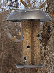 Cautious Nuthatch