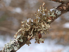 moss or lichen?