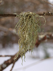 moss or lichen?