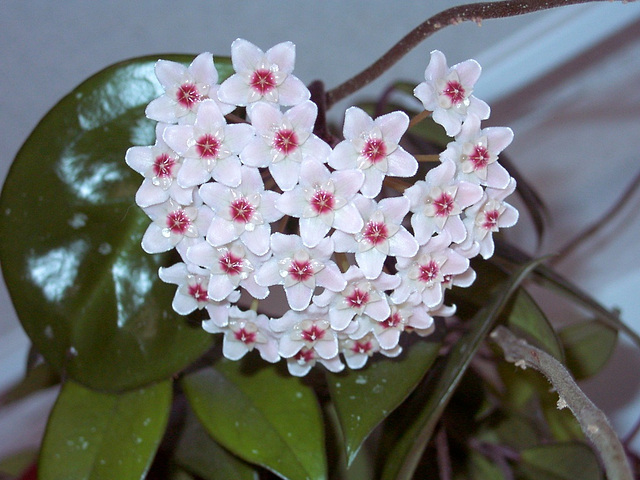 Hoya Carnosa... en forme de ♥ Hoya Carnosa... en forme de ♥