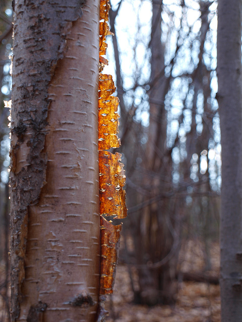 sunlit birch