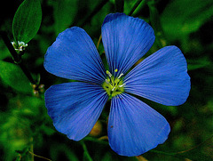 Fleur de Lin bleu