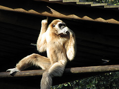 IMG 0327 Weißer Gibbon