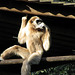 IMG 0327 Weißer Gibbon