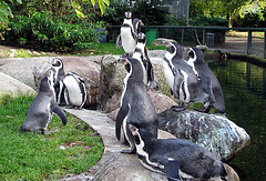 Humboldt-Pinguine