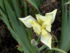 Iris flavescens (3)