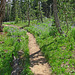 On The Trail to May Lake (0766)