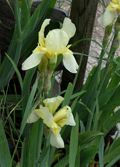 Iris flavescens (4)