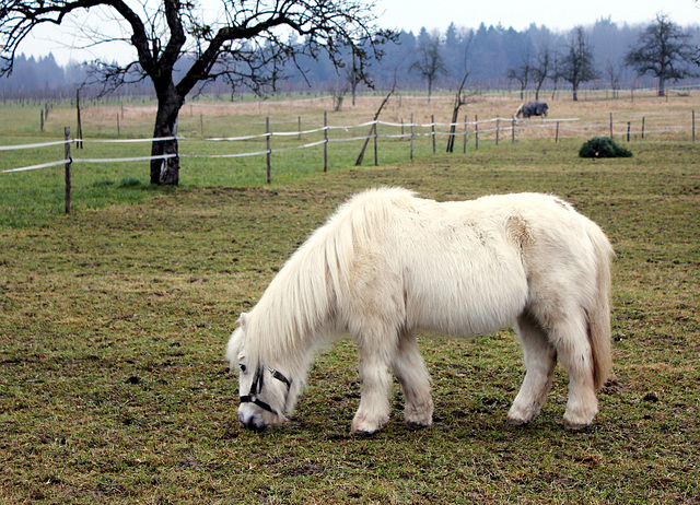 Shetland Pony  ?