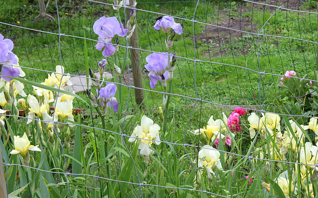 Iris en cage ( pallida et flavescens )