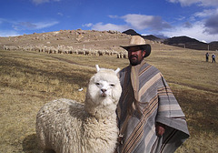 Un Bolivien et son Alpaga