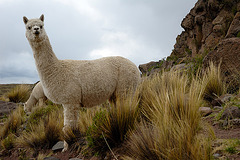 Alpaca Huacaya, Pérou