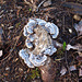 mushrooms on a stump